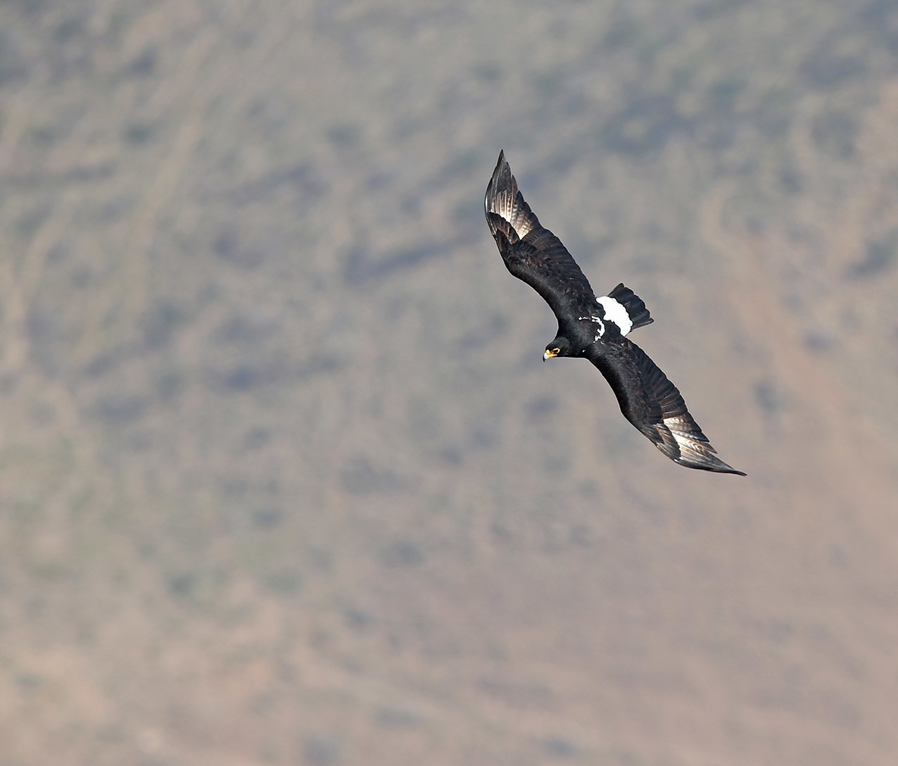 African Black Eagle - Afrikaanse Zwarte Arend - Aquilla verreauxii